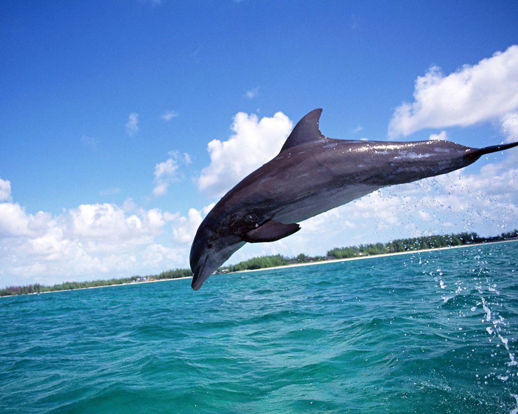 Dolphin