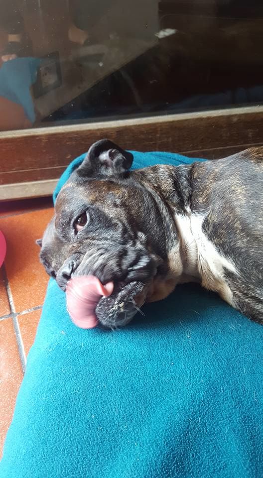 Raccolta fondi per rimettere in piedi Asia, il cane paralizzato