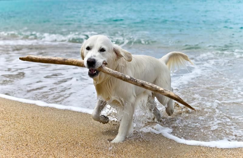 Spiaggia cani, ultimo mese di apertura: ma solo sabato e domenica