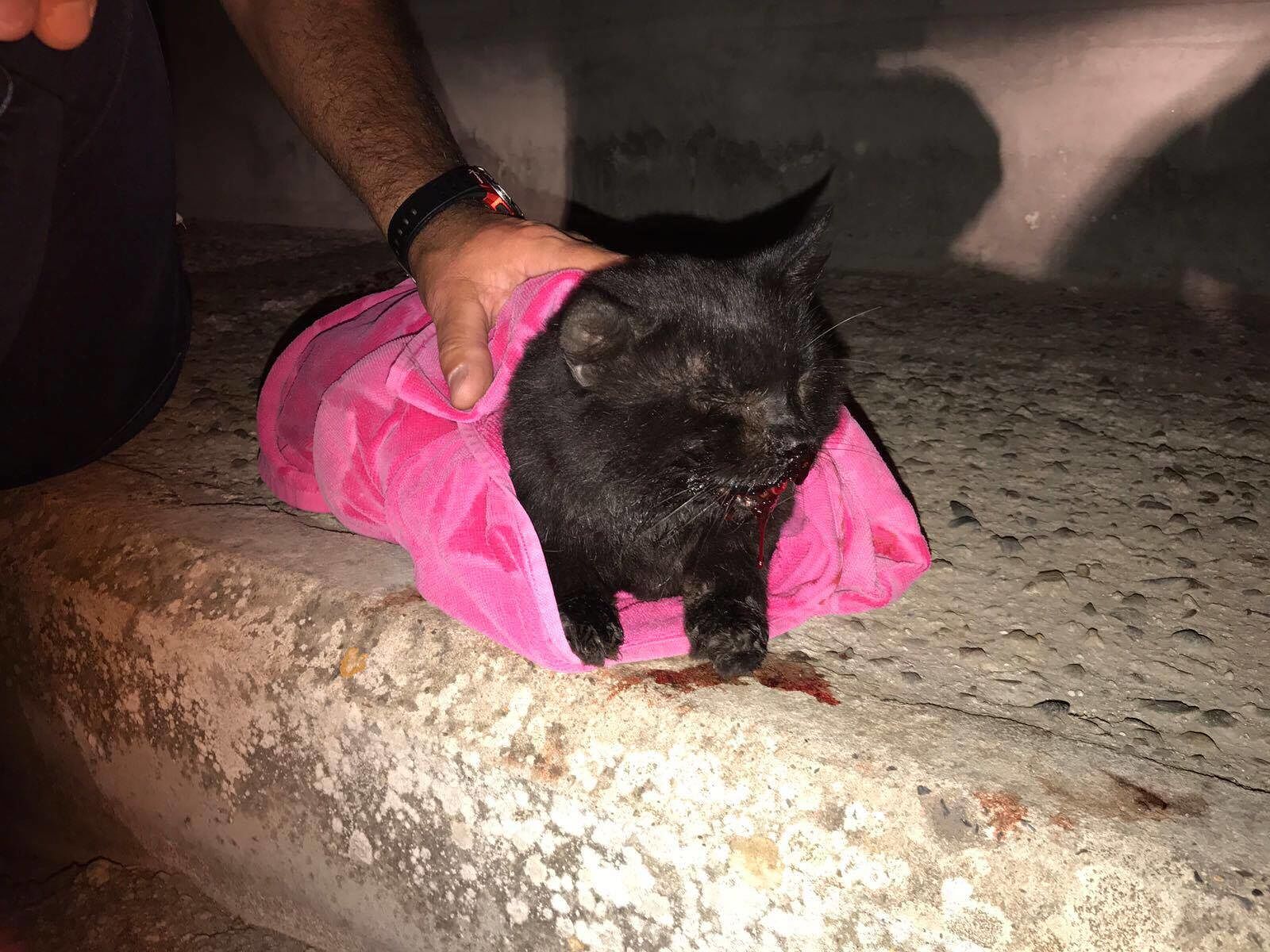 “Grazie a Chiara, così ho ritrovato il mio gattino investito tre anni fa”