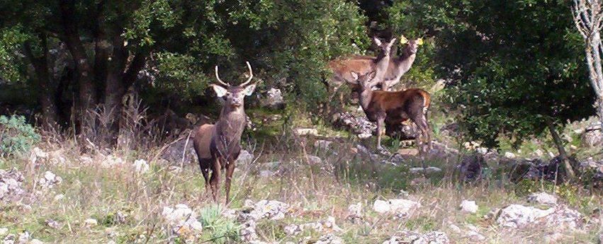 Pula, i cervi di Piscina Manna muoiono di fame: sos per aiutarli