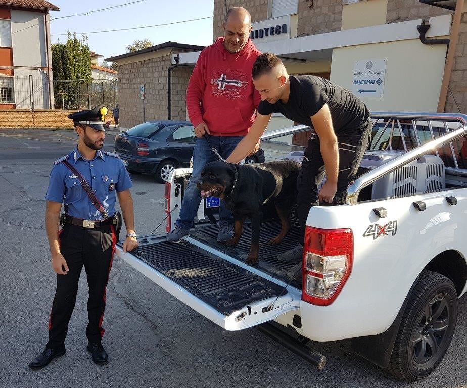Sardegna, pitbull e rottweiler sbranano il suo cane: anziana riesce a fuggire