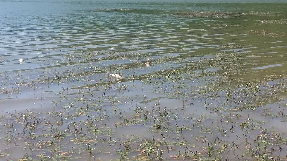 Moria di pesci a Su Castiau, Tocco: “Subito risorse per i pescatori di Capoterra”