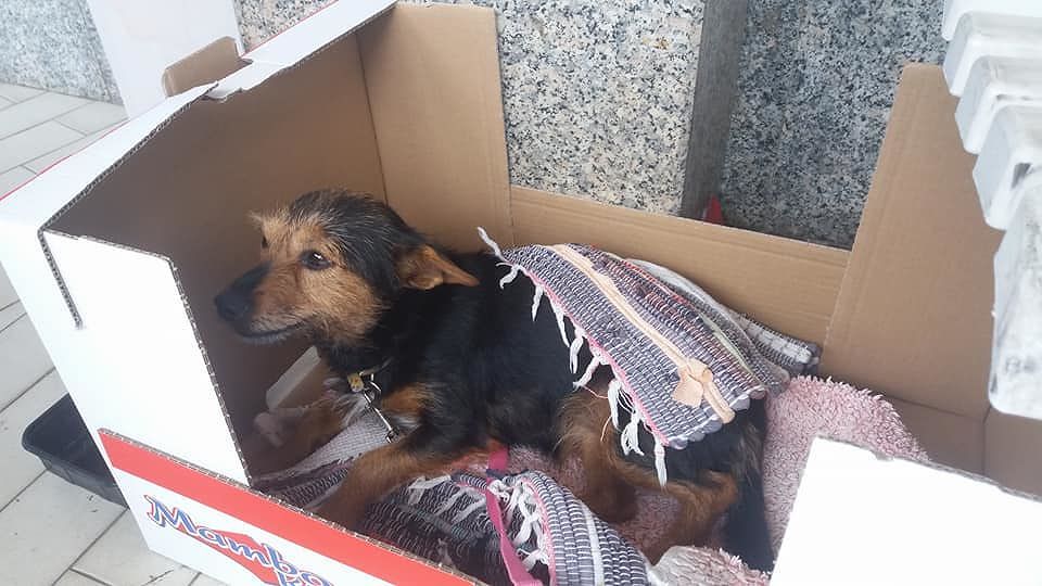 Assemini, sos per una cagnolina: la proprietaria muore, il figlio la abbandona in strada