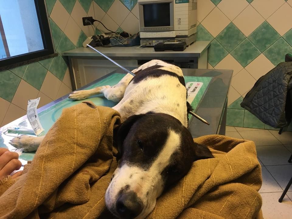 Gesto assurdo in Sardegna: cane infilzato con uno spuntone