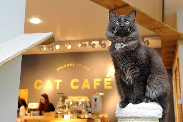 Una tazzina di caffè e tante coccole ai gatti. Possibile a Cagliari, apre il primo “Cat Cafè”