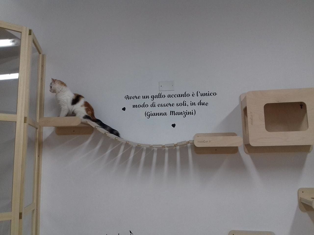 Cagliari, il sogno di Cristina diventa realtà: apre il primo Cat Cafè della Sardegna