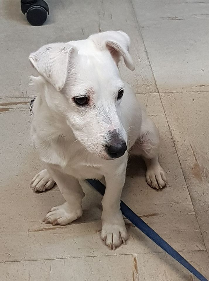 Quartu, altro che città anti cani: il sindaco lancia l’sos per un quattrozampe