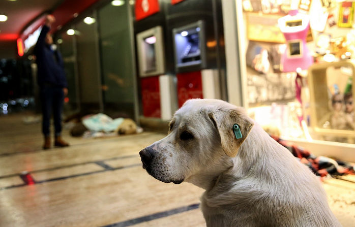 Cagliari, scontro sui cani nei centri commerciali: “Sporcano, lasciateli a casa”