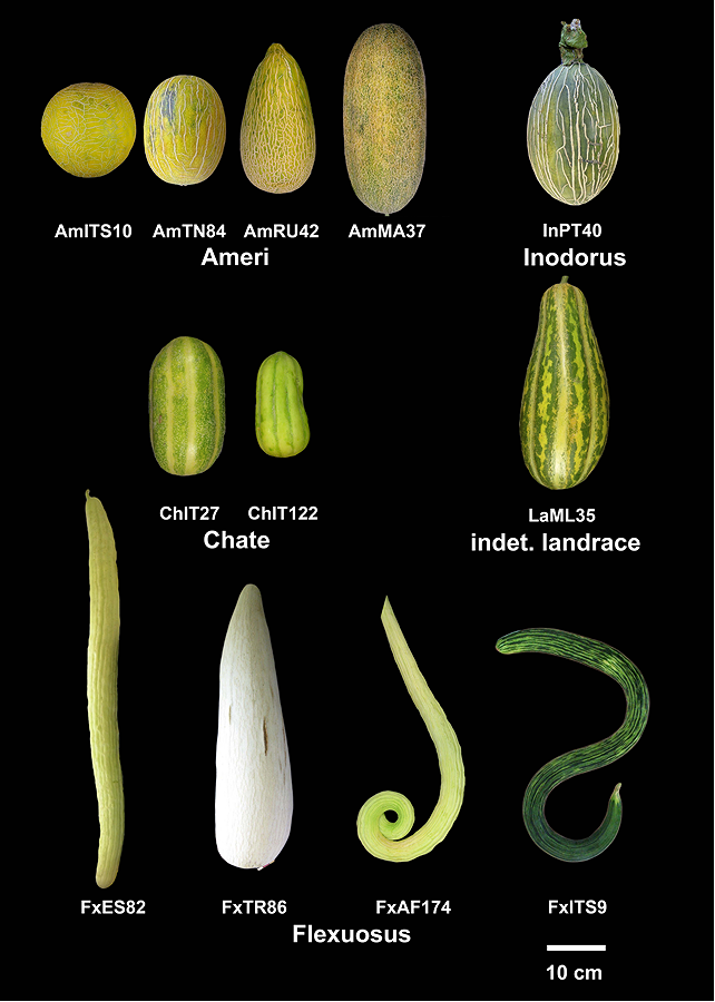 Il melone nuragico? Non dolce ma con le caratteristiche del cetriolo