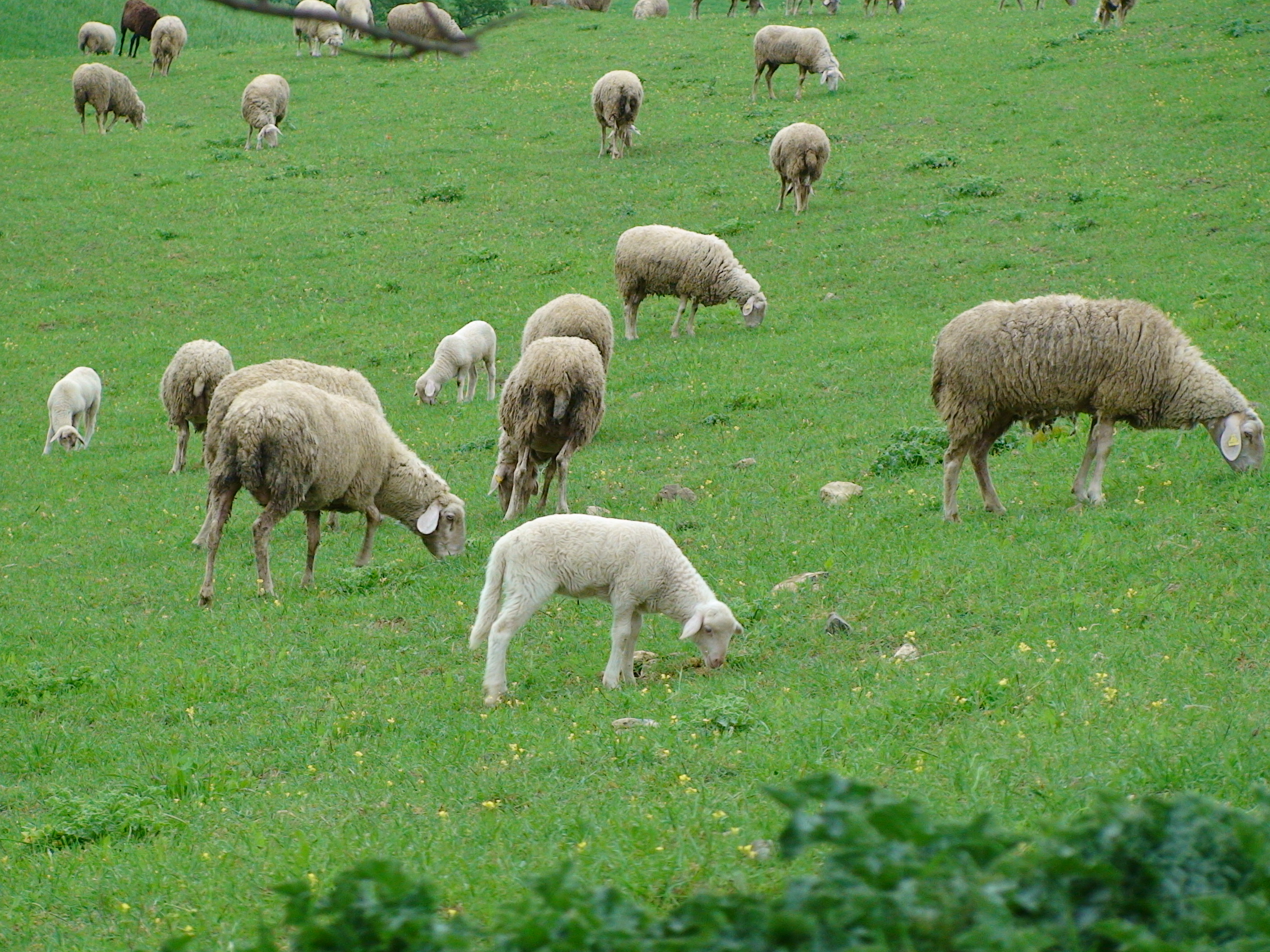L’ultimo regalo del 2017 ai pastori: crolla di colpo il prezzo degli agnelli