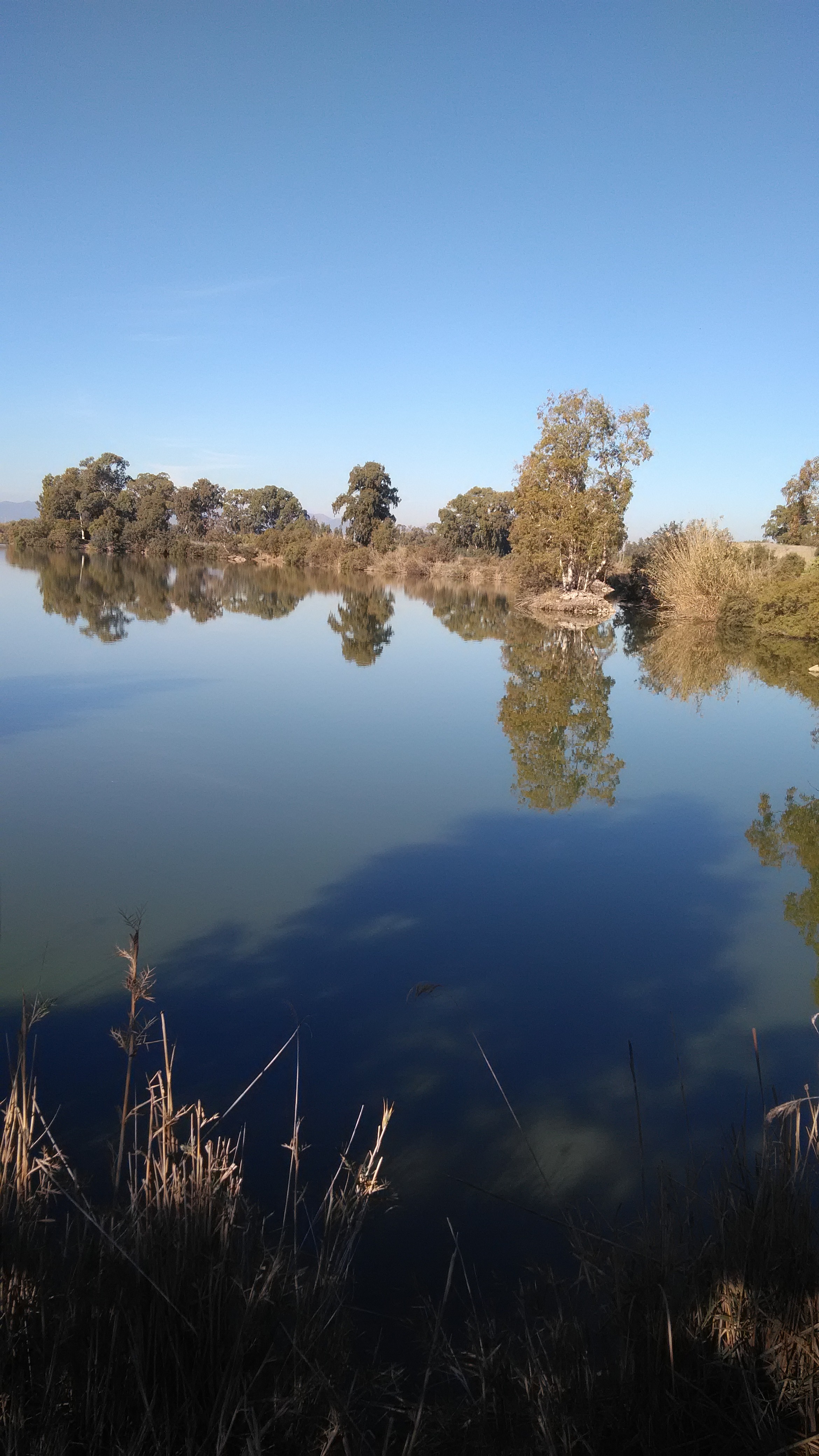 Assemini, lo spettacolo dei laghetti con aironi falchi e gallinelle d’acqua