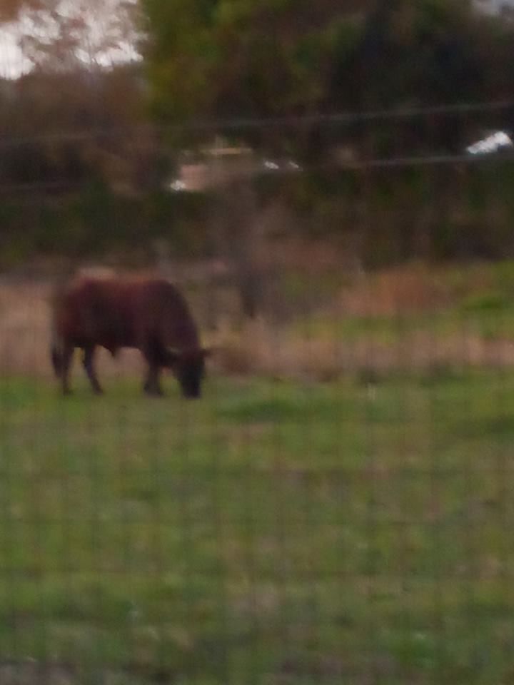 Pula, un toro carica e calpesta una bambina di 7 anni a Is Molas