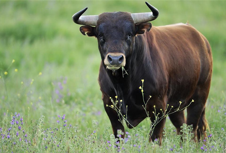 Bimba caricata da un toro a Is Molas, Medau:”Saranno narcotizzati e portati via”