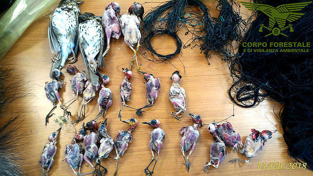 Beccati 4 bracconieri nel Cagliaritano: uno splendido cervo tra gli animali uccisi