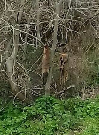 Ancora crudeltà verso gli animali, due volpi trovate impiccate a Osilo