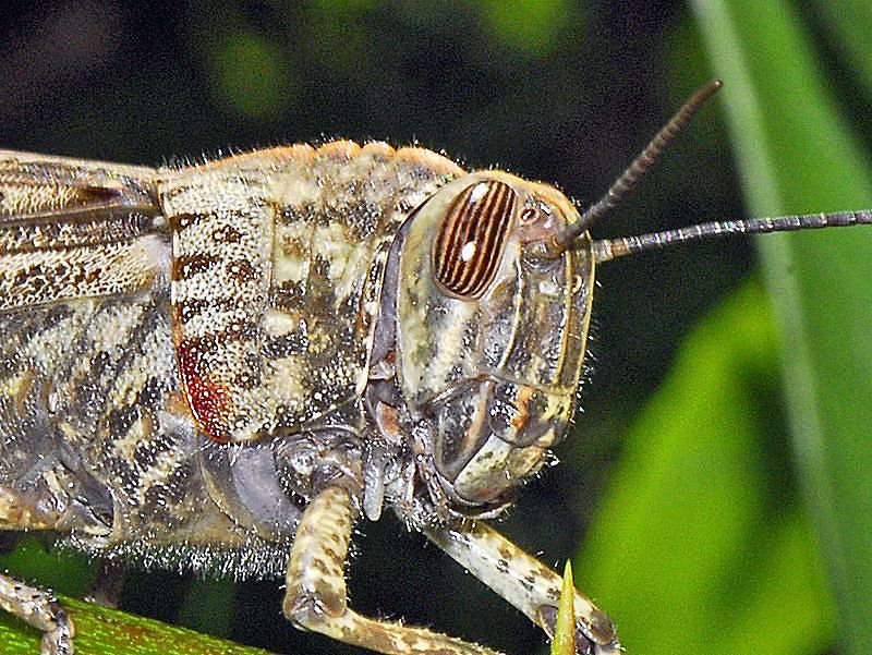 Allarme cavallette giganti a Sestu: risveglio improvviso causato dal caldo