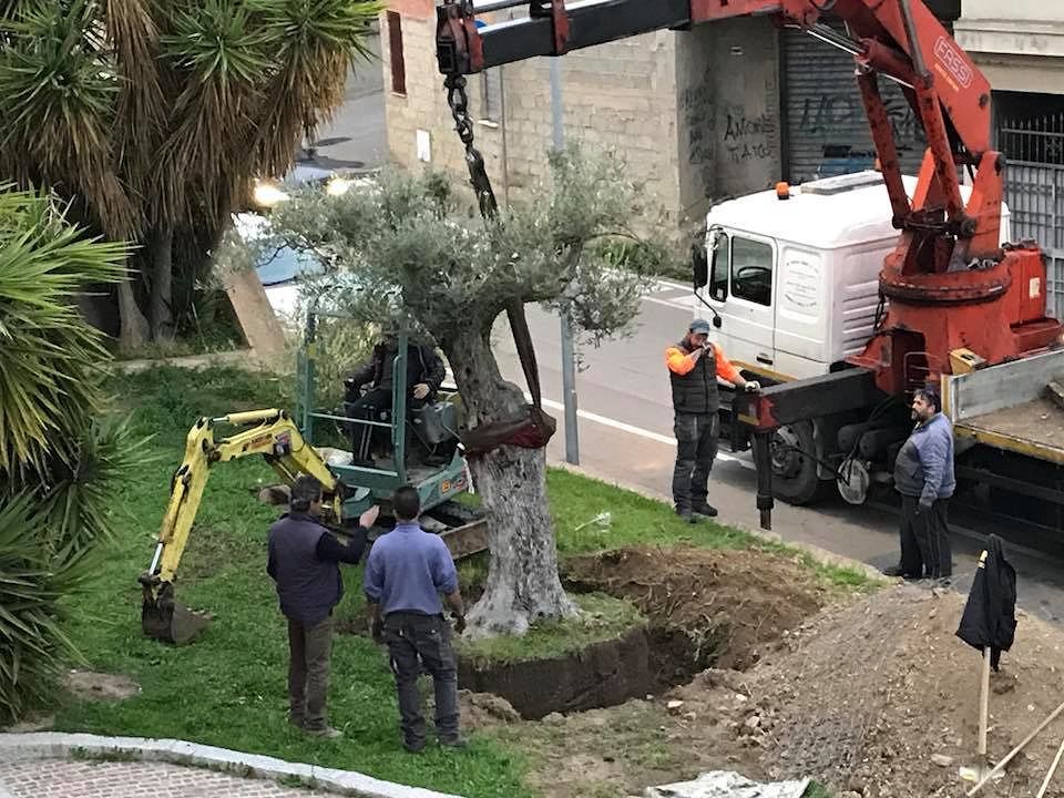 Settimo, due ulivi secolari nel giardino comunale