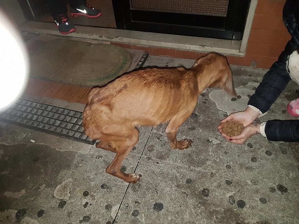 Cagnolino in fin di vita: “veterinario non lo cura”, animalisti lo denunciano