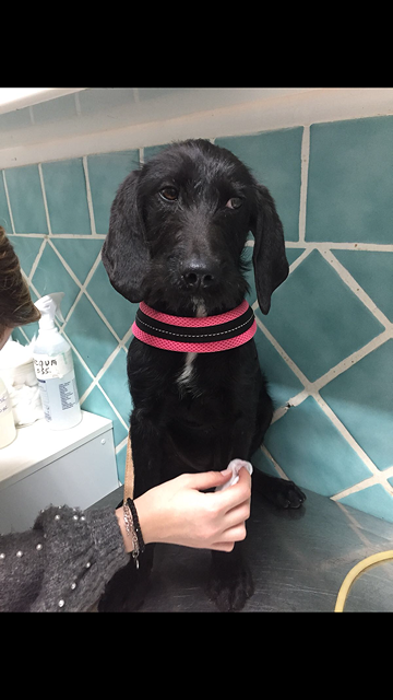 Adozione del cuore per Pongo, lo spinone salvato da morte certa a Sarroch
