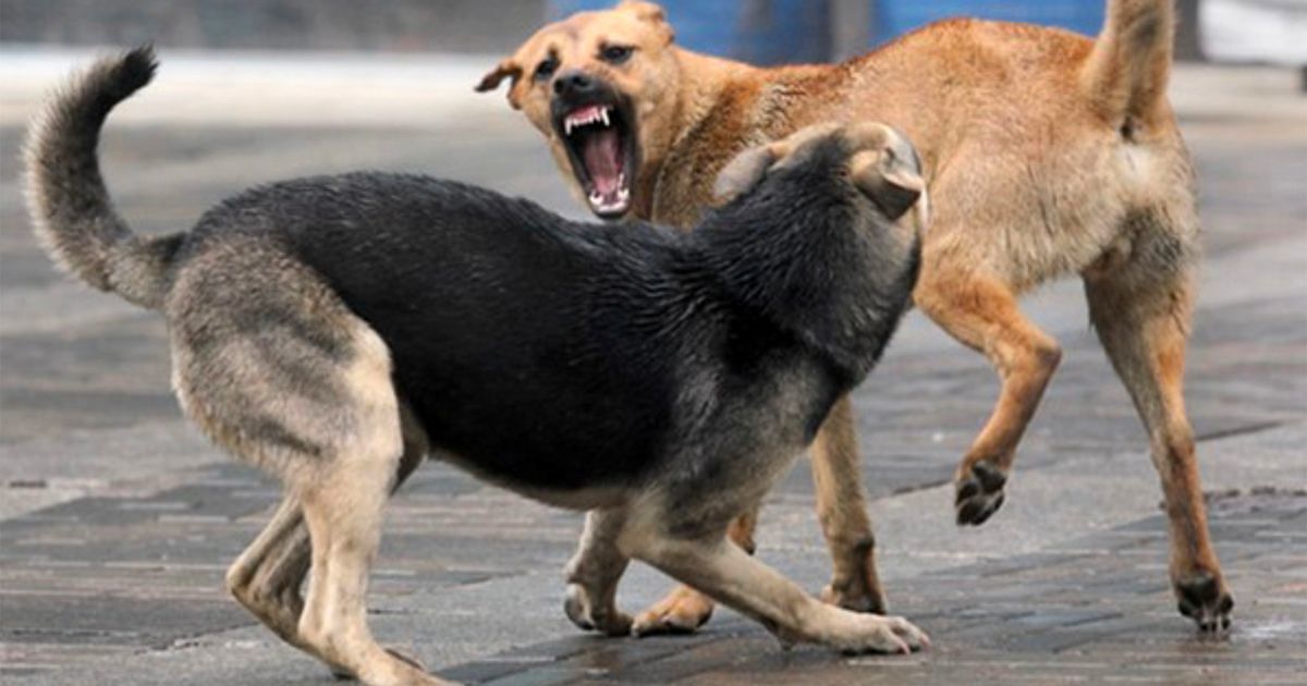 Sarroch, cani allo sbaraglio a Perd’e Sali: “Lasciati incustoditi dai loro padroni”