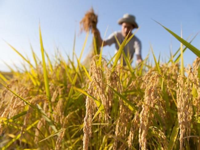Sardegna, Progetto Terra ai giovani: boom di richieste