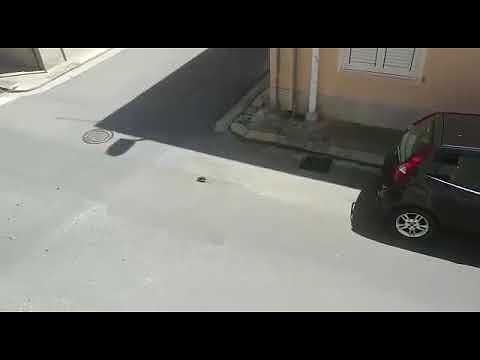 Un topo a spasso per Quartu: “Abbiamo già le blatte, ora ci mancano solo i ratti”