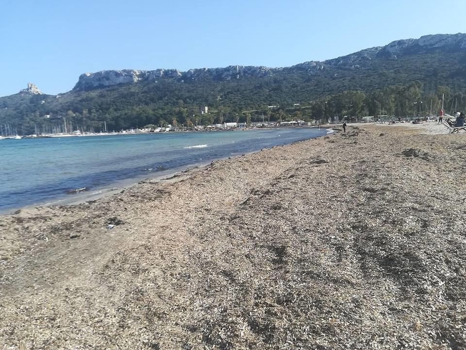 Cagliari, le alghe invadono il Poetto: tra i bagnanti infuriano le polemiche