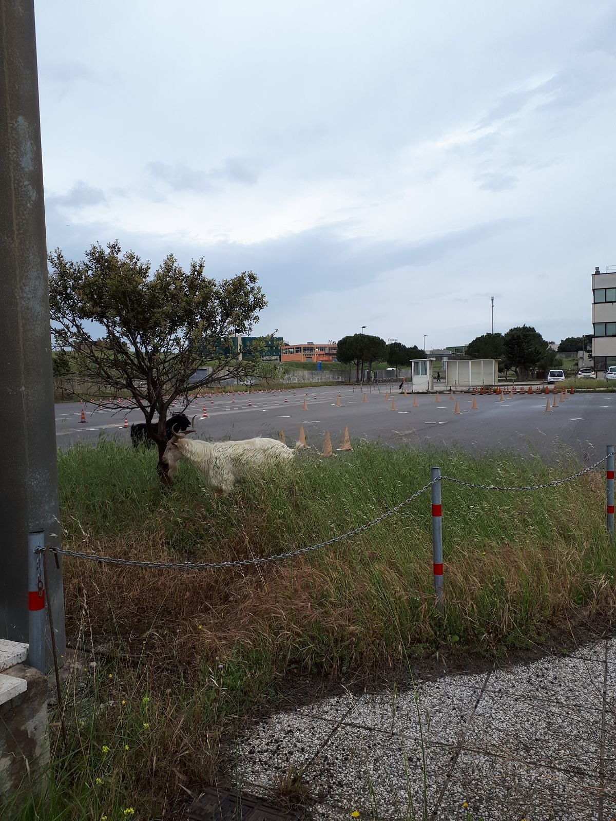 Cagliari, Motorizzazione Civile nel degrado: “Un buon pascolo per le capre”