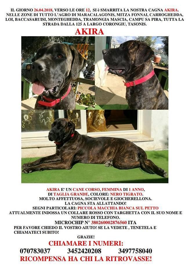 Akira è scomparsa da Maracalagonis: ricompensa per chi la ritrova