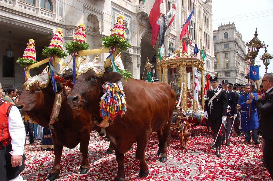 Bovino Sardo Modicano in declino, gioghi di buoi e traccas “a rischio estinzione”