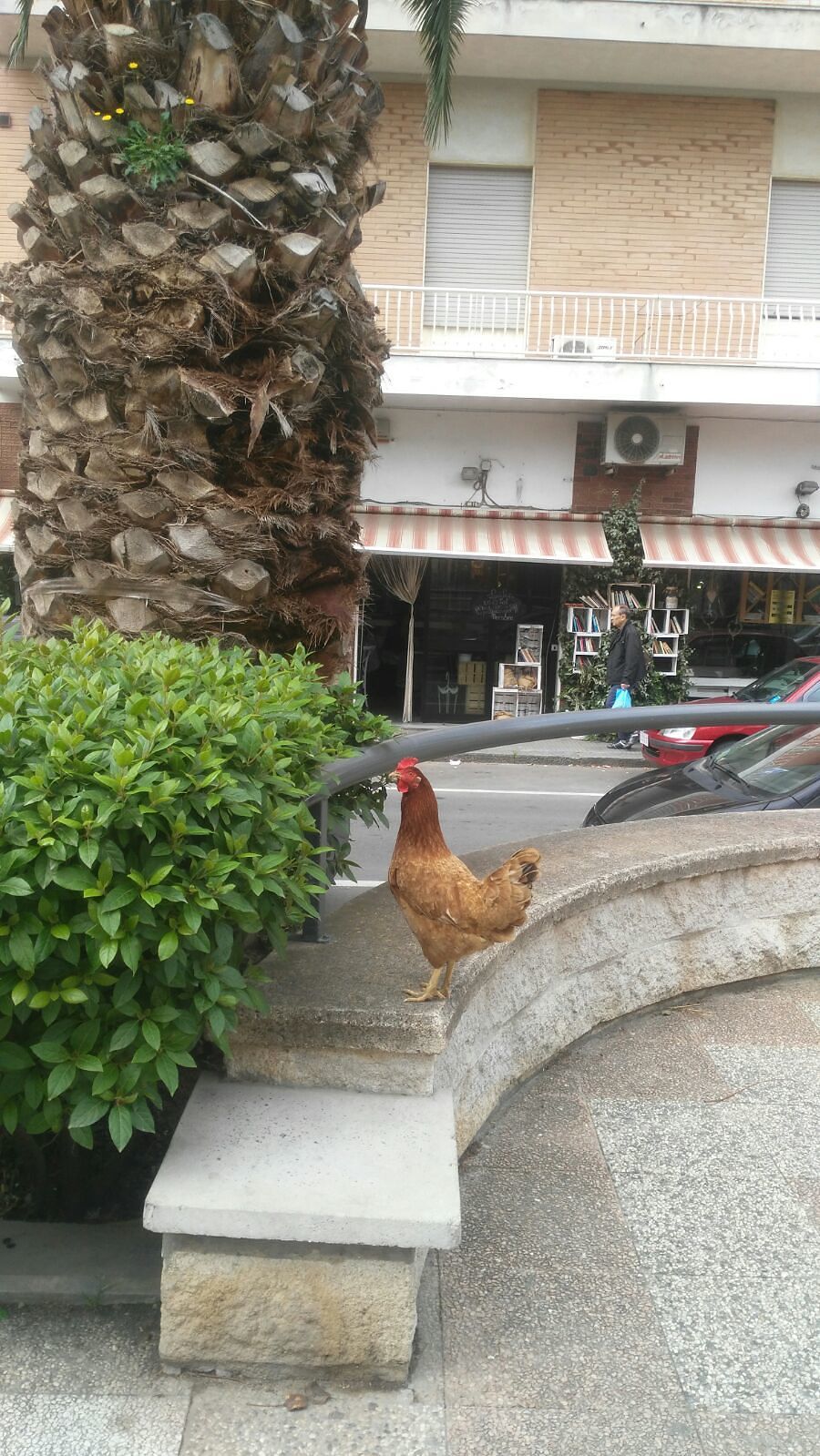 Monserrato, una gallina in fuga ai giardinetti
