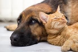 Protezione animali, giovedì un convegno a Cagliari