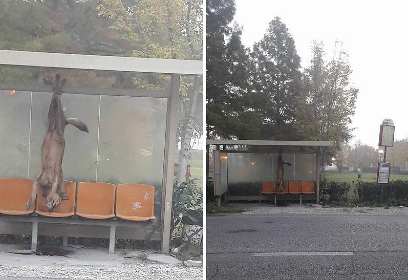 Lupo appeso a una pensilina dell’autobus, che orrore: indagati due allevatori