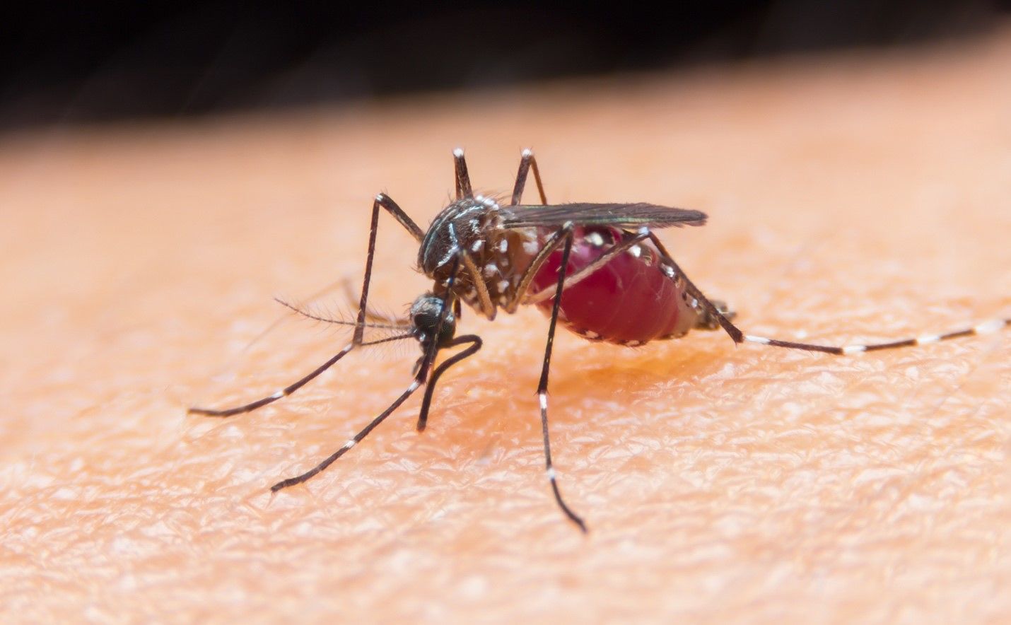 Scoperto l’odore della malaria: annusando la pelle è possibile riconoscere la malattia