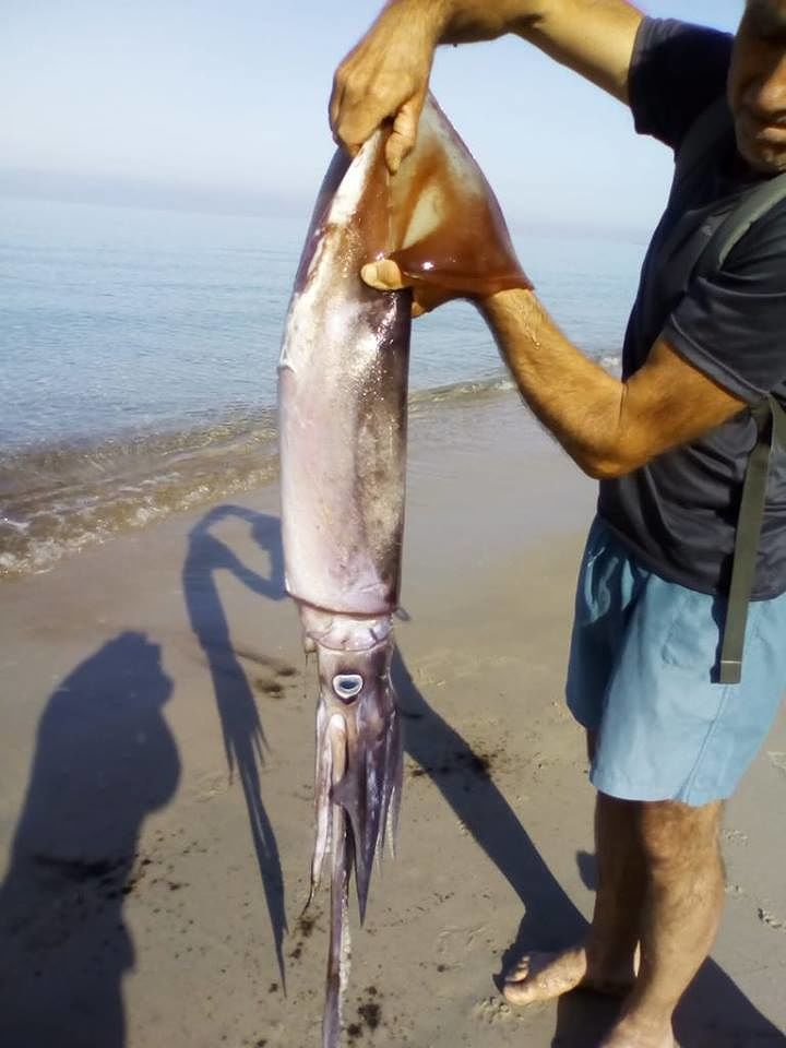 Un totano gigante spiaggiato a Geremeas: la foto del giorno da Cala Serena