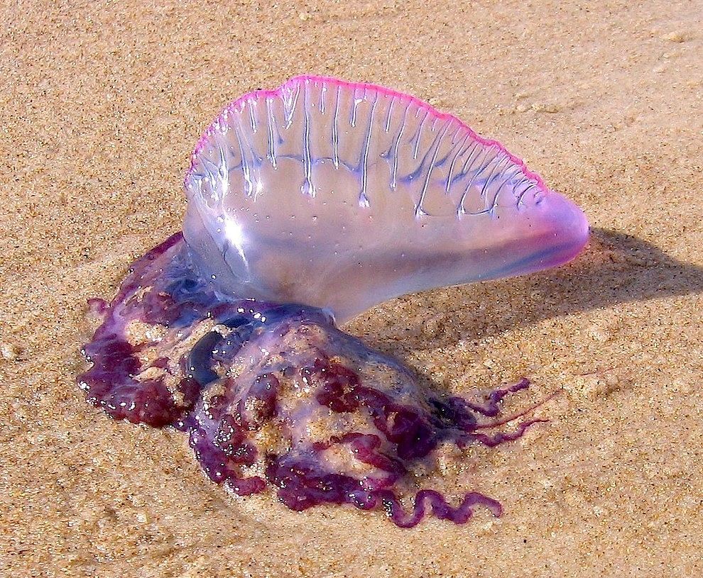 Caldo, mare e meduse: allarme in Italia per alcune specie potenzialmente mortali