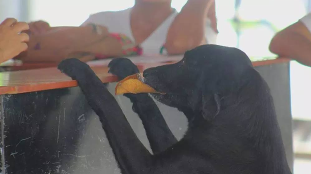 Biscotti del bar pagati con una foglia, il simpatico cane-mascotte di una scuola spopola sul web