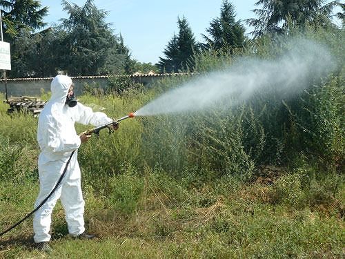 Sardegna, lotta ai roditori e agli insetti: dalla Giunta 6,6 milioni per le disinfestazioni