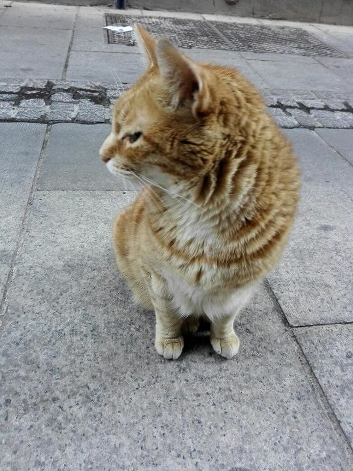 Cagliari, il gatto Gigi si è smarrito a Stampace: l’appello per farlo tornare a casa