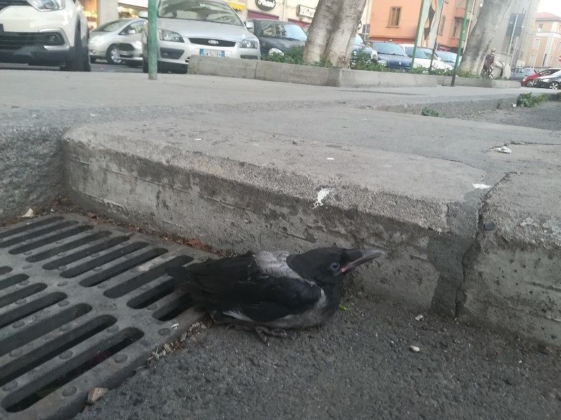A Cagliari una piccola cornacchia muore impigliata nelle reti degli alberi: “Vergogna”