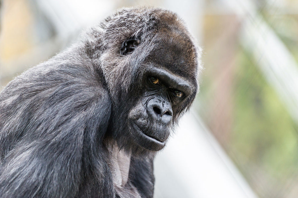 Zoo Basilea, muore gorilla Goma: aveva 58 anni. Prima della sua specie ad essere nata in uno zoo europeo