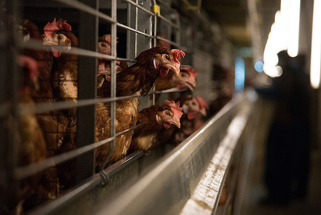 “Milioni di galline e pulcini maltrattati e uccisi”, la denuncia in un nuovo video