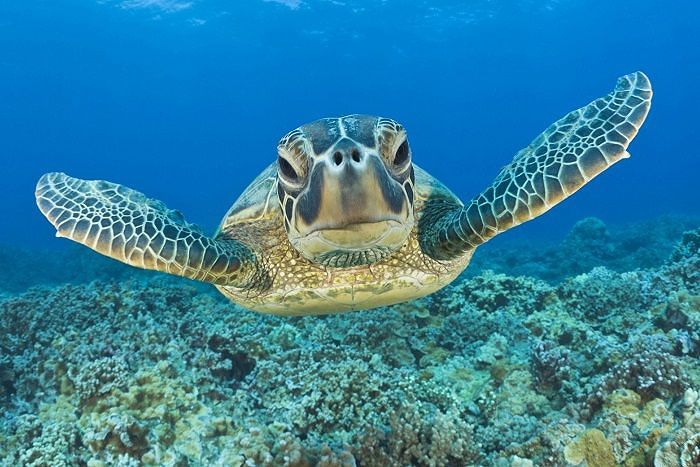 Cagliari, una Caretta Caretta al Poetto. Zedda: “Scappata dopo il flash di un cellulare”