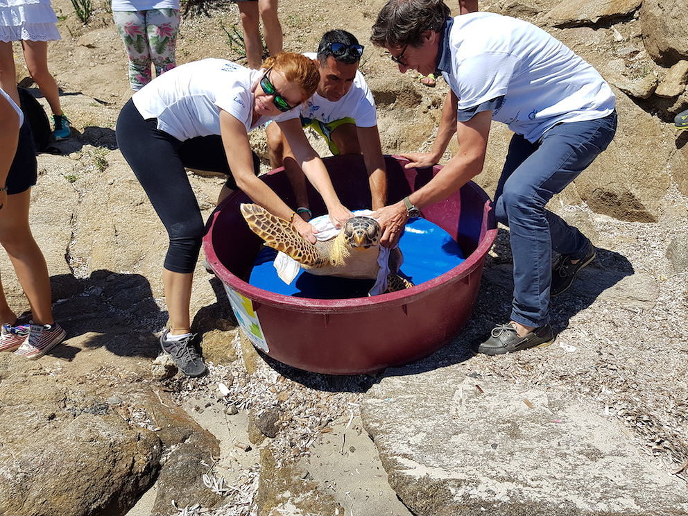 Bernardina, la tartaruga liberata all’Asinara: campagna contro i furti di sabbia nell’isola