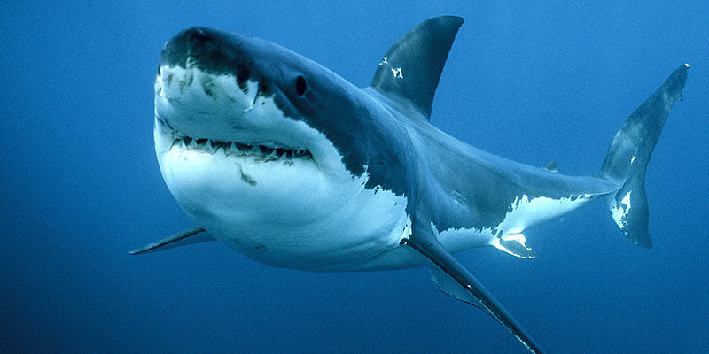 Avvistato un grande squalo bianco a Maiorca, è il primo in 40 anni
