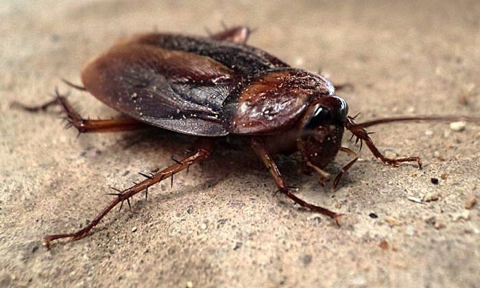 Interventi contro la diffusione delle blatte a Pirri: ecco le vie interessate