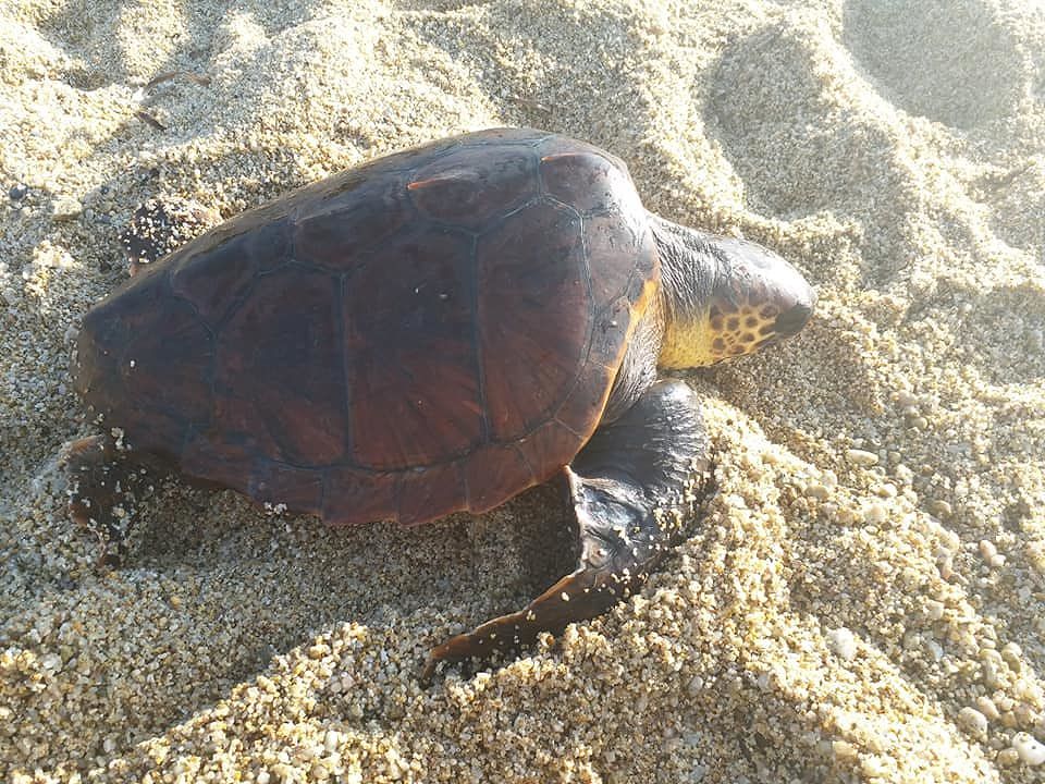 Muravera, è salva la Caretta Caretta rimasta impigliata in un sacchetto: sarà liberata nelle acque di Villasimius