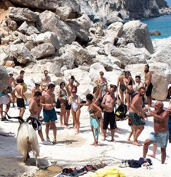 La star della bellissima Cala Goloritzè: è una capra