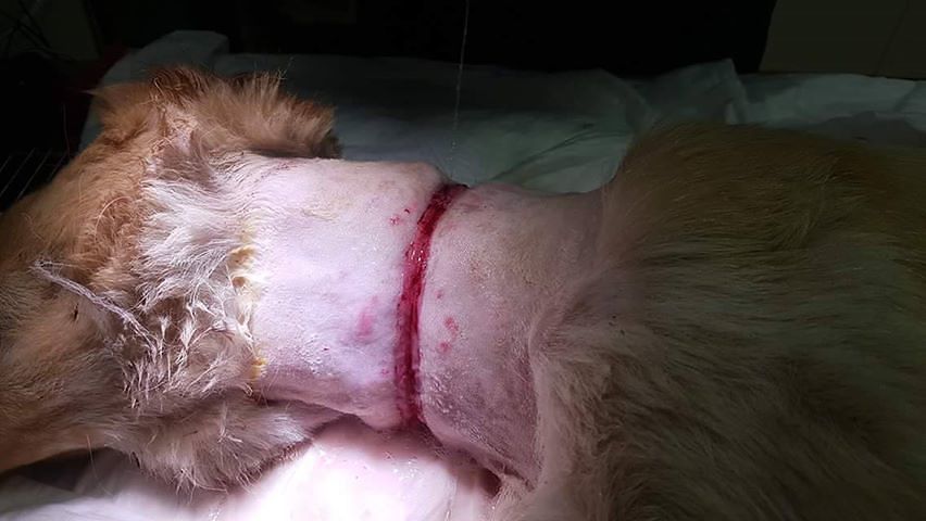 Sardegna, cani meticci maltrattati e torturati con estrema crudeltà: sos a Villacidro e Berchidda